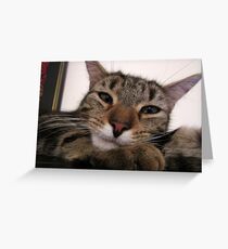 Kittens Greeting Card