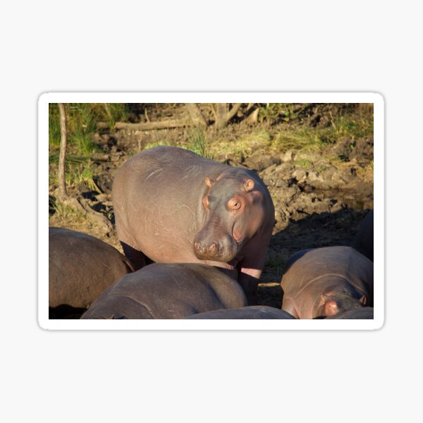 Hungry Hippos Sticker