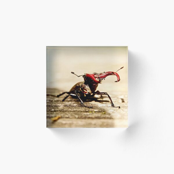 Item preview, Stag beetle designed and sold by Sturmlechner.