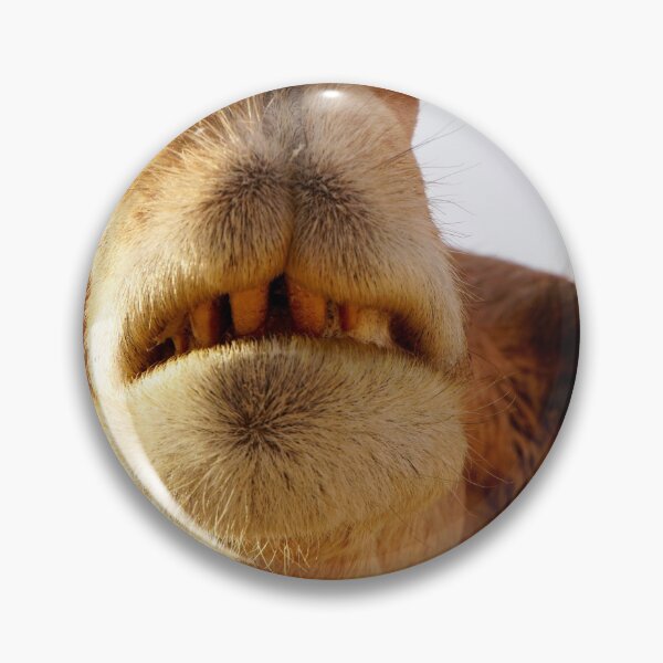 Artikelvorschau, camel face entworfen und verkauft von Sturmlechner.