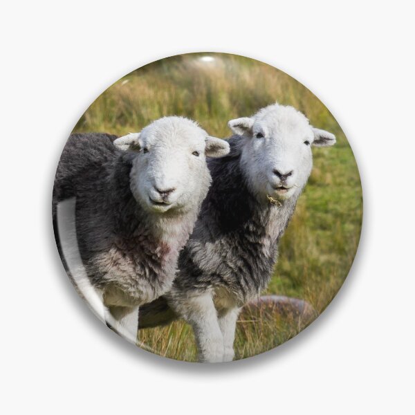 Item preview, Herdwick Sheep Landscape designed and sold by Jane Stanley Photography.