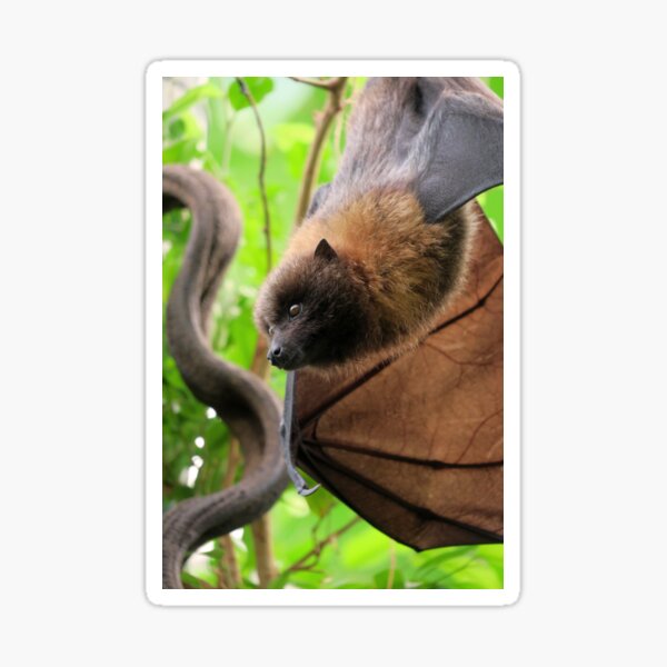Hanging Bat Sticker