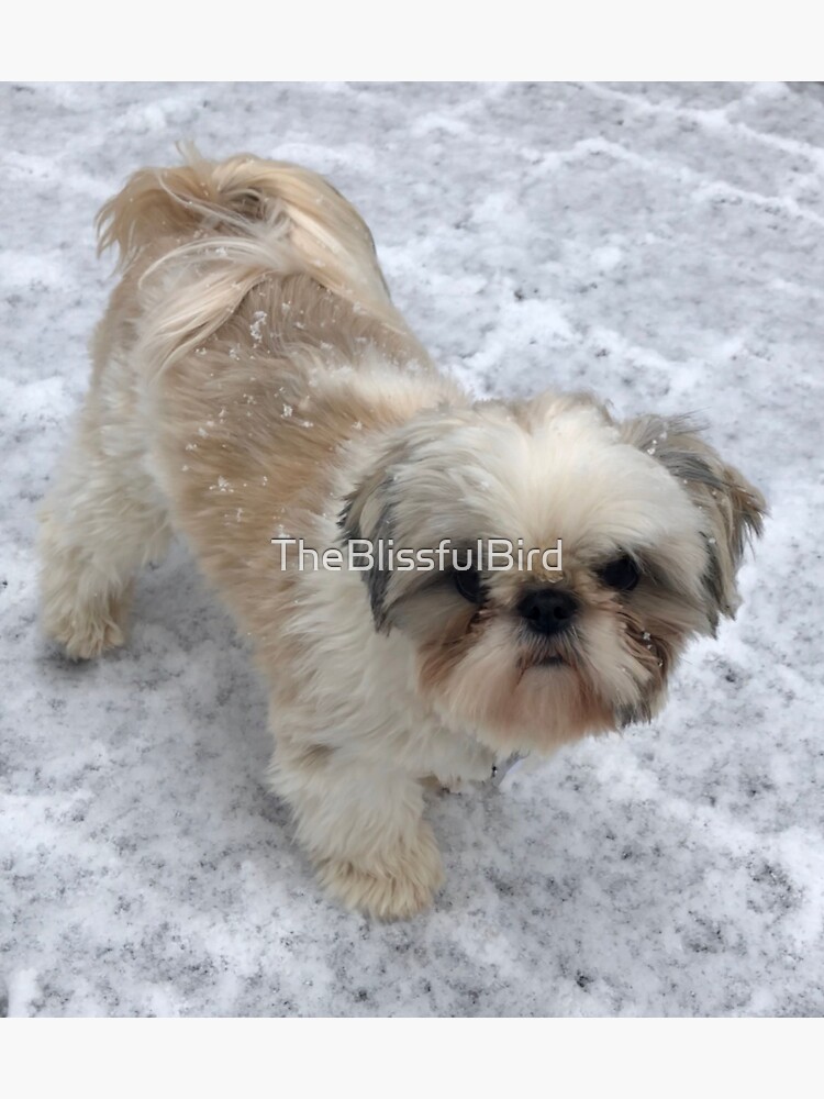 The Snowy Shih Tzu - Winter Shih Tzu Gifts by TheBlissfulBird