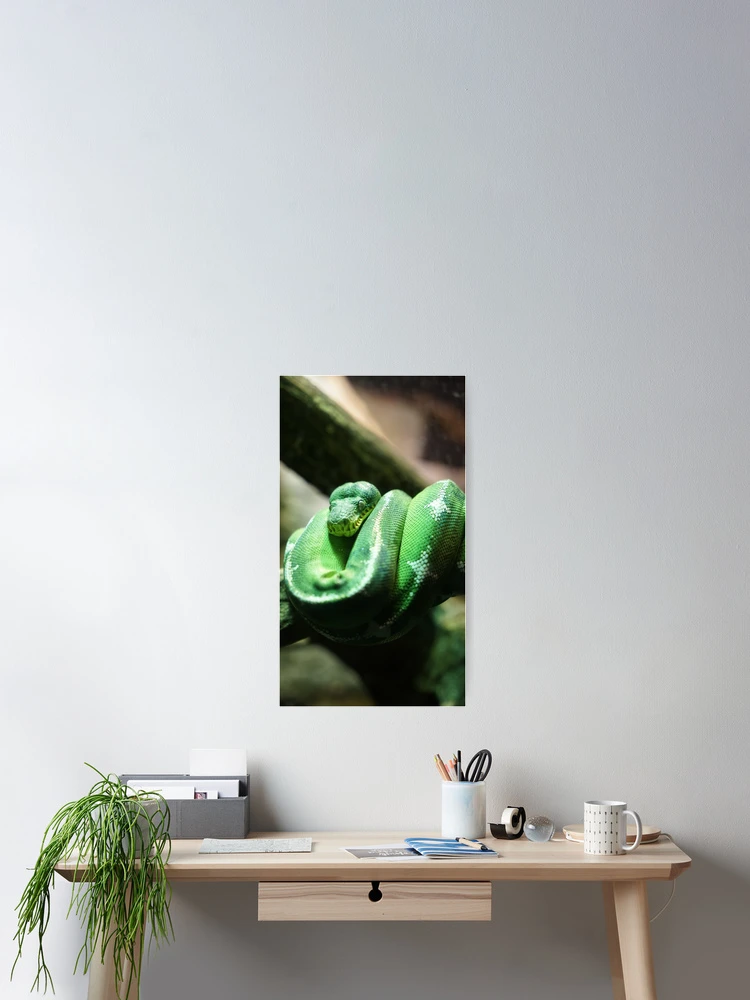 Thumbnail 2 of 3, Poster, Green Tree Python designed and sold by Kohiru.