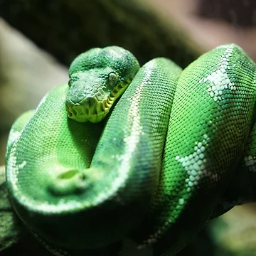 Artwork thumbnail, Green Tree Python by Kohiru