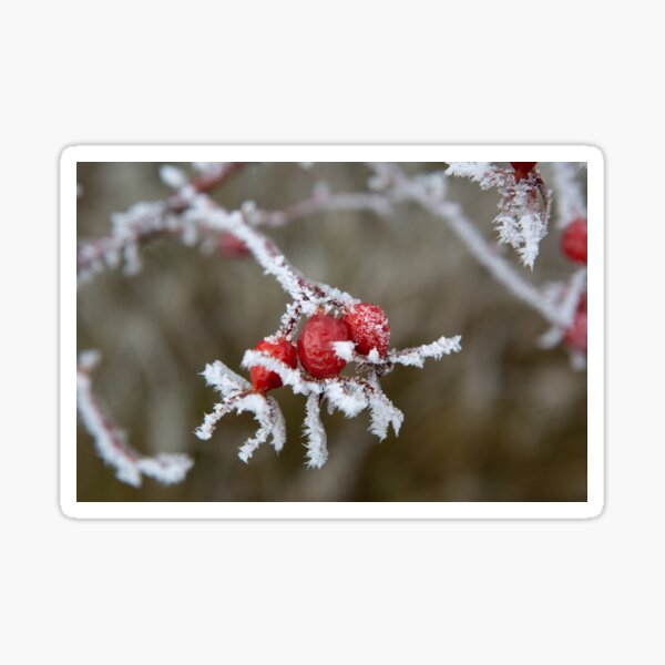 Berry Red Sticker