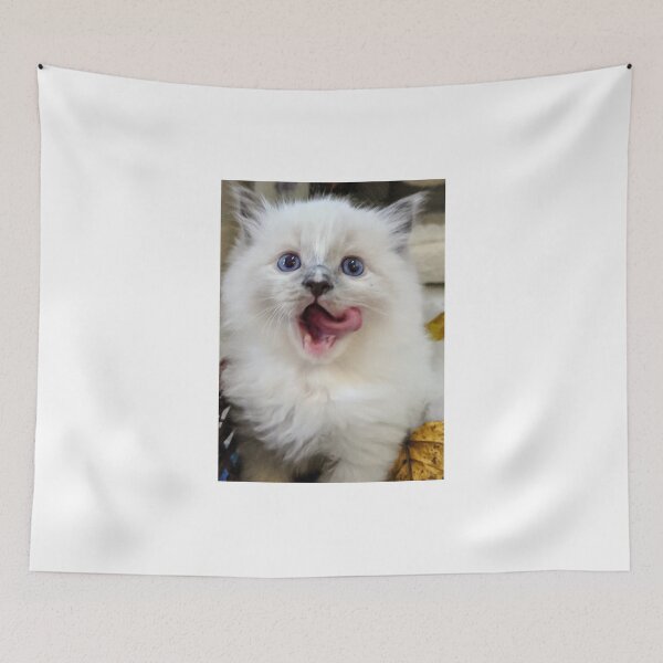 Aperçu de l'œuvre Chaton Ragdoll créée et vendue par Fluffycat2020.