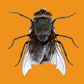 funny Costume Housefly Insect DIY Gift, Ugly Halloween House fly | Sticker