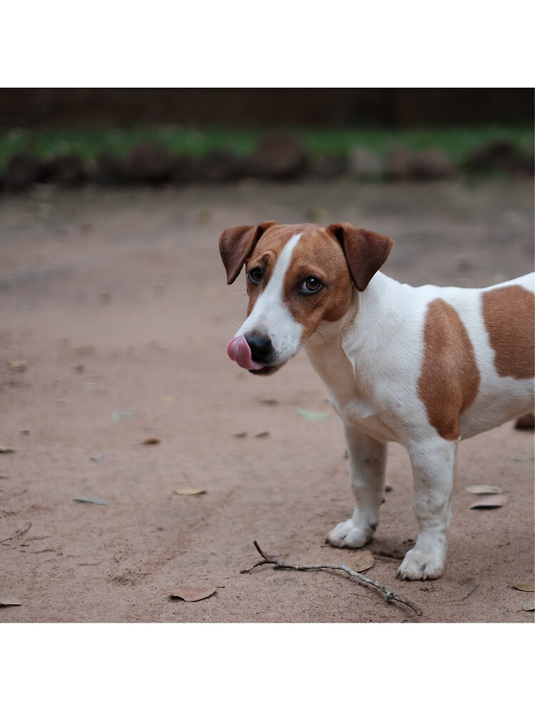 Jack Russell Terrier Baby One Piece By Shirteez Redbubble