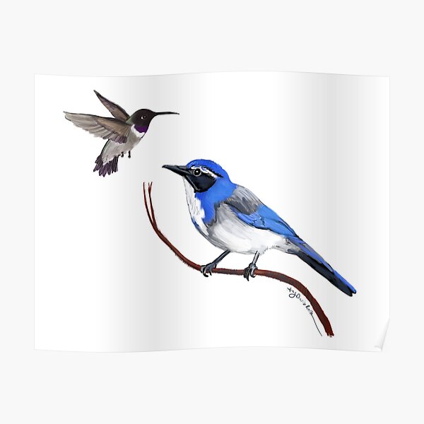 Hummingbird and Scrub Jay Poster