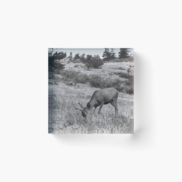 Item preview, Horsetooth Falls Mule Deer designed and sold by Treyton Johnson.