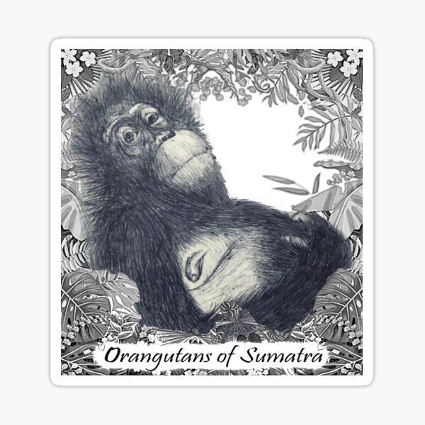 Orangutans of Sumatra Sticker