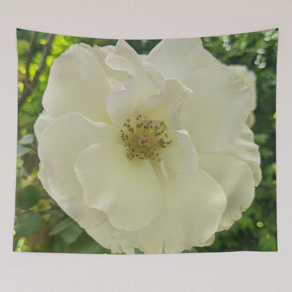 Item preview, Floribunda Rose Flower Original designed and sold by PLANTONE.