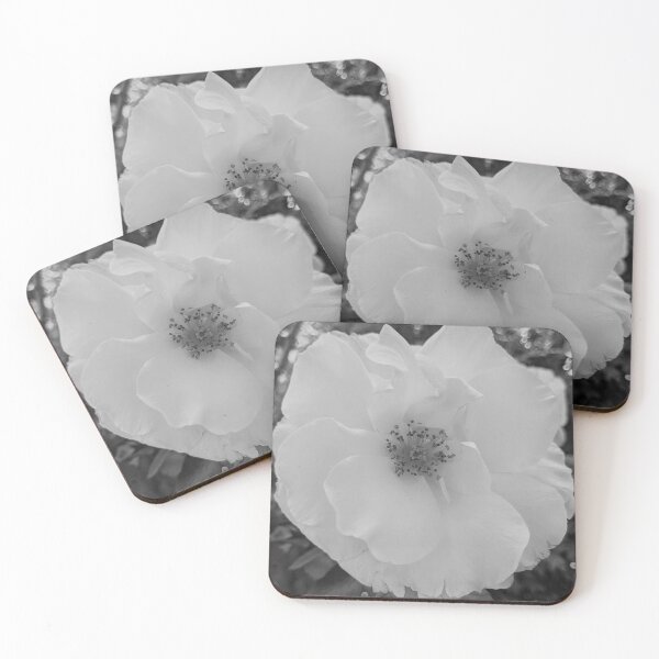 Item preview, Floribunda Rose Flower Vanilla designed and sold by PLANTONE.