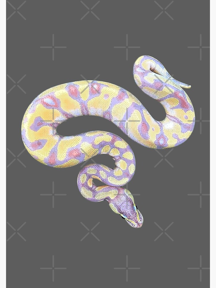 Ball Python- Banana Beauty- Snake