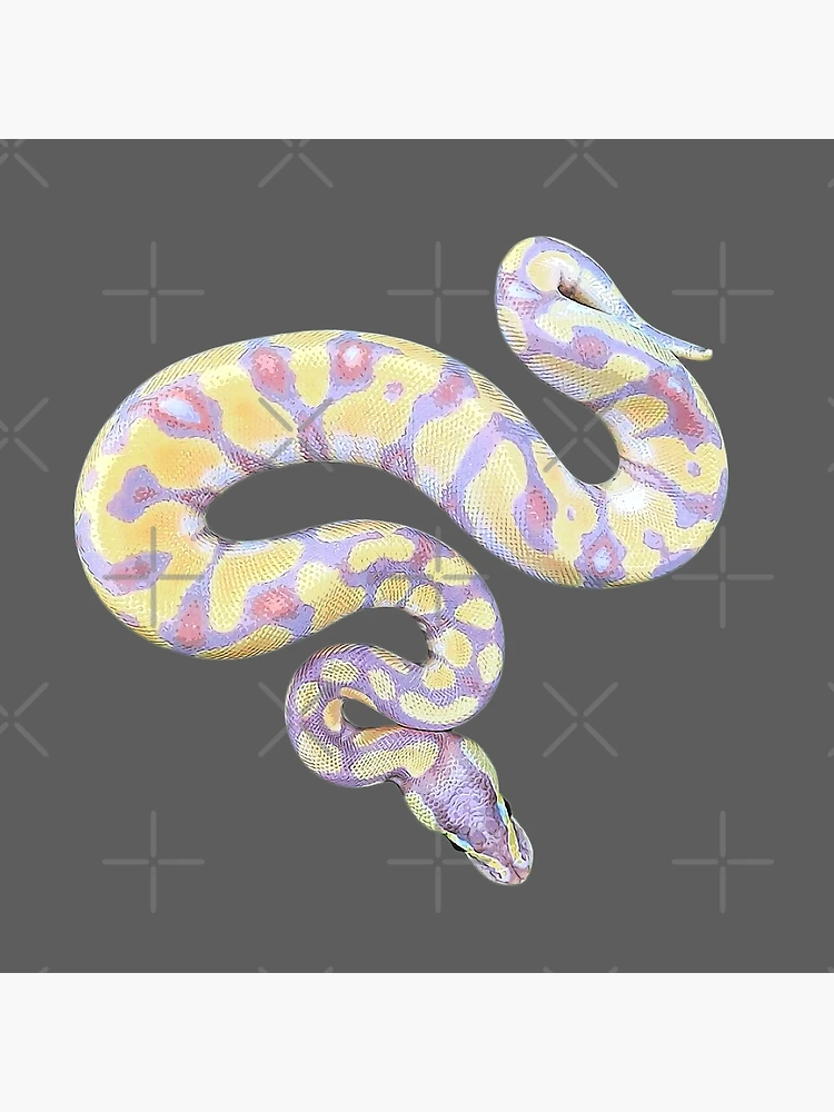 Boa Constrictor Black & White Art Board Print for Sale by porpoisefully