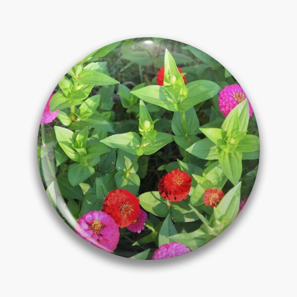 Item preview, floral photography ,zinnia flowers designed and sold by Fiveladiesart.