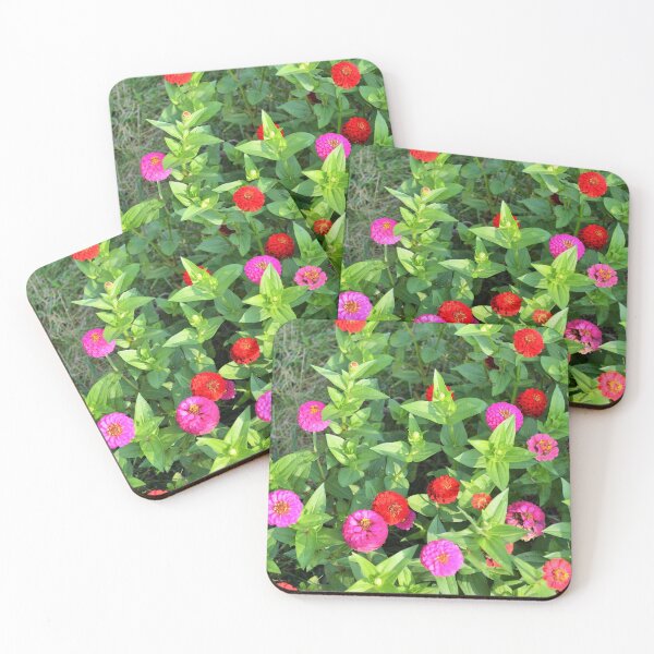 Item preview, floral photography ,zinnia flowers designed and sold by Fiveladiesart.