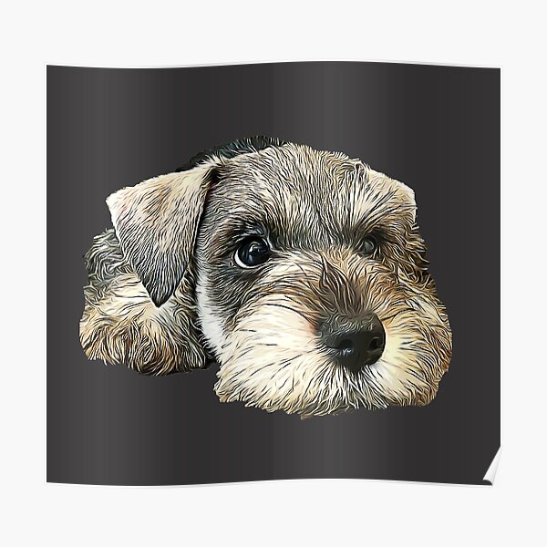 Mini Schnauzer Cute Puppy Dog Poster