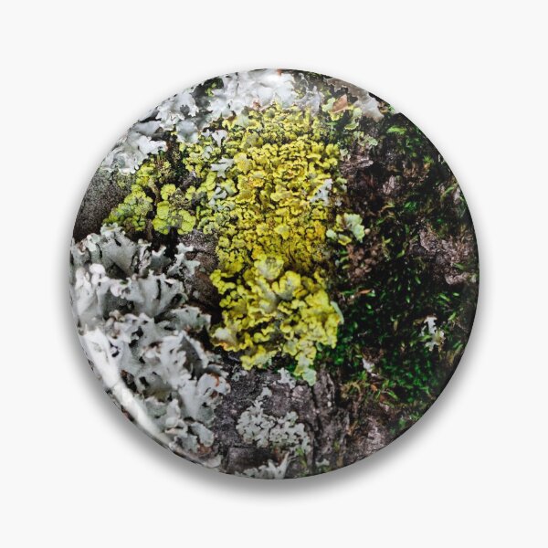 Item preview, Yellow lichen or moss Cetraria pinastri on the tree.  designed and sold by FENIO.