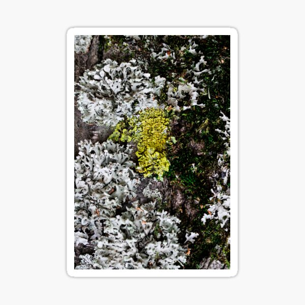 Item preview, Yellow lichen or moss Cetraria pinastri on the tree.  designed and sold by FENIO.