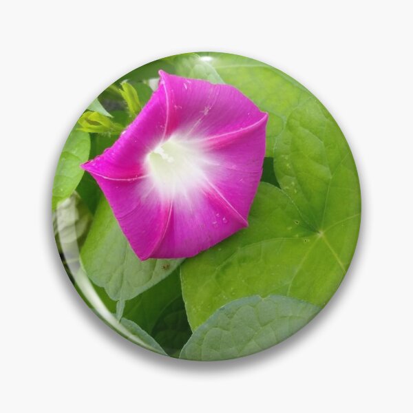 Item preview, MorningGlory Photo designed and sold by AbstractRichter.