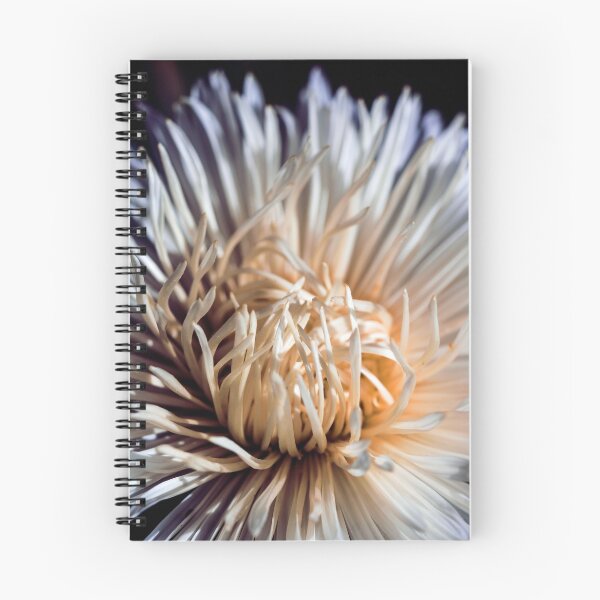 Aperçu de l'œuvre Macro désordonné et beau gros plan du chrysanthème ou du bourgeon d'aster et des pétales de la fleur. créée et vendue par FENIO.