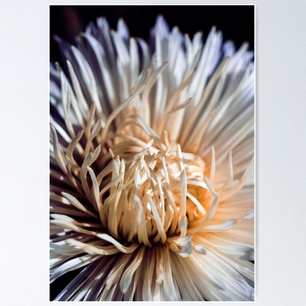 Artikelvorschau, Makro chaotisch und schöne Nahaufnahme der Chrysantheme oder Aster Knospe und Blütenblätter der Blume. entworfen und verkauft von FENIO.