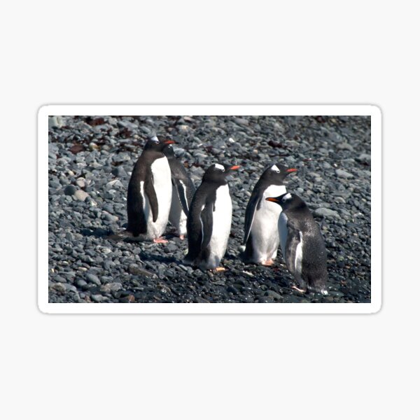 Item preview, Wrong Way Penguin designed and sold by Marylou Badeaux.
