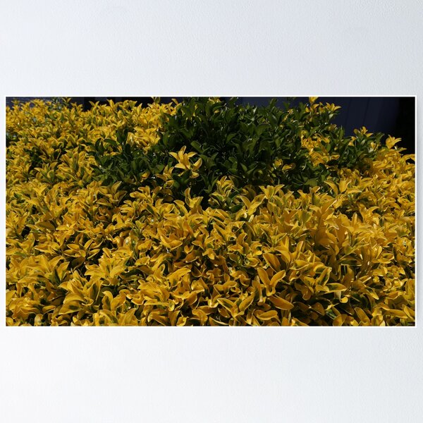 Item preview, Golden Petals  designed and sold by tuvidesign.