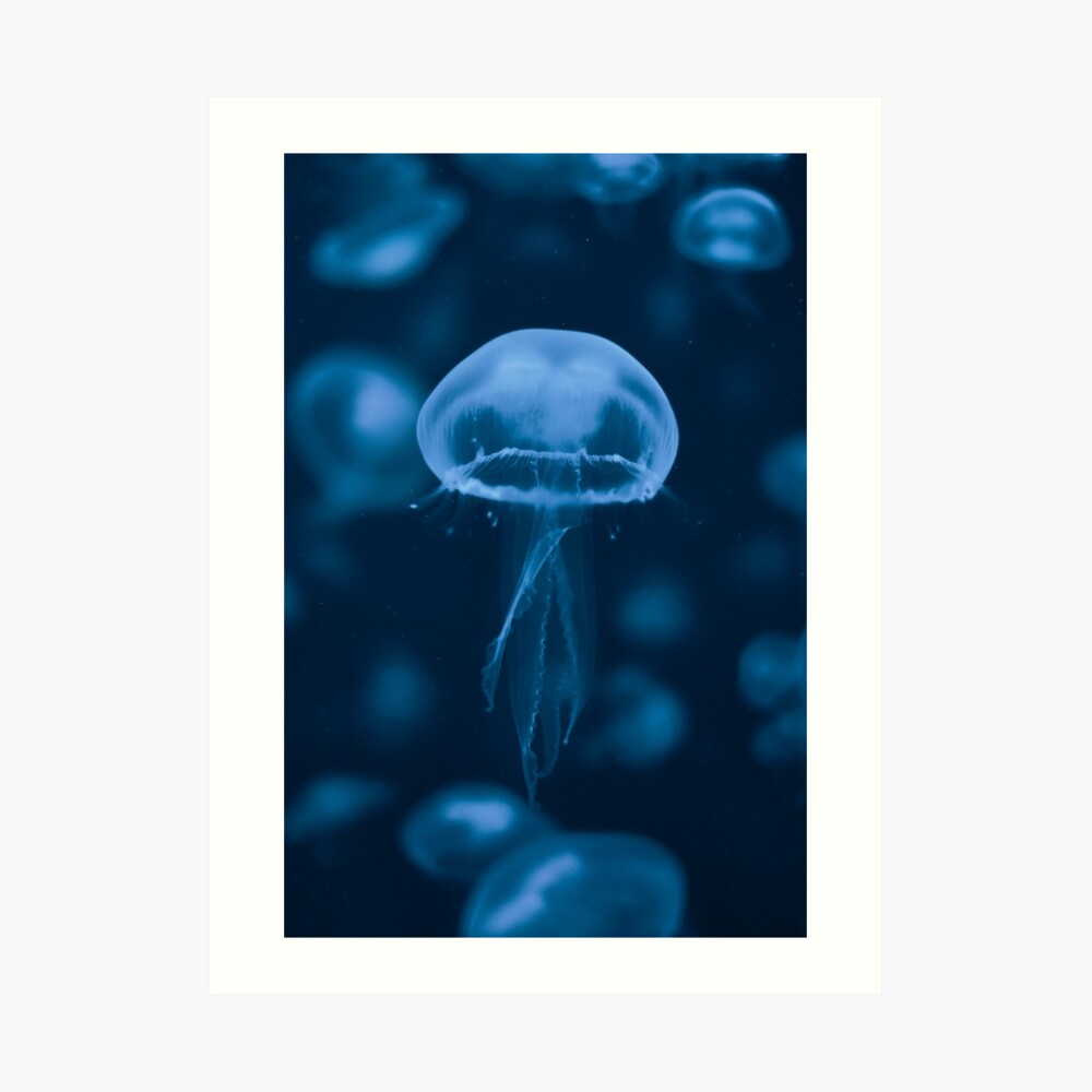 Blue Transparent Sea Jellyfish Art Board Print for Sale by