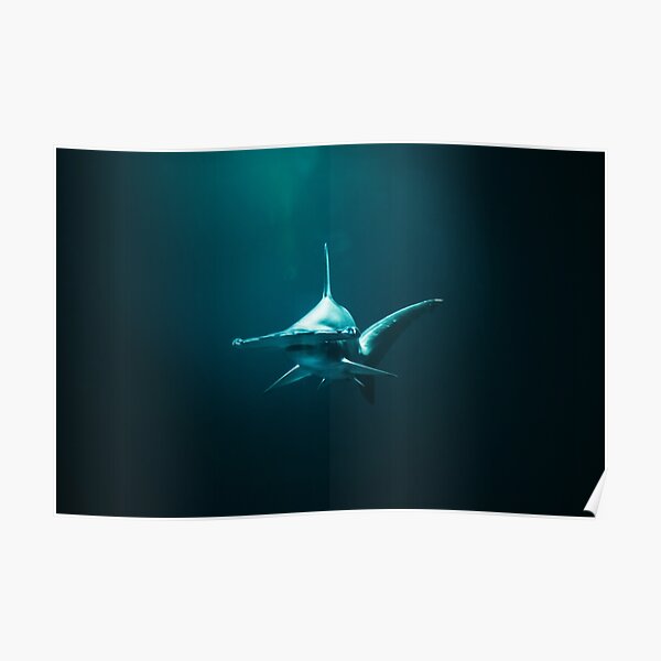 Deep Sea Hammerhead Shark Poster