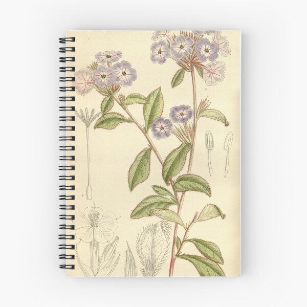 Item preview, Ceratostigma willmottianum 140 8591 designed and sold by EsotericBotanic.