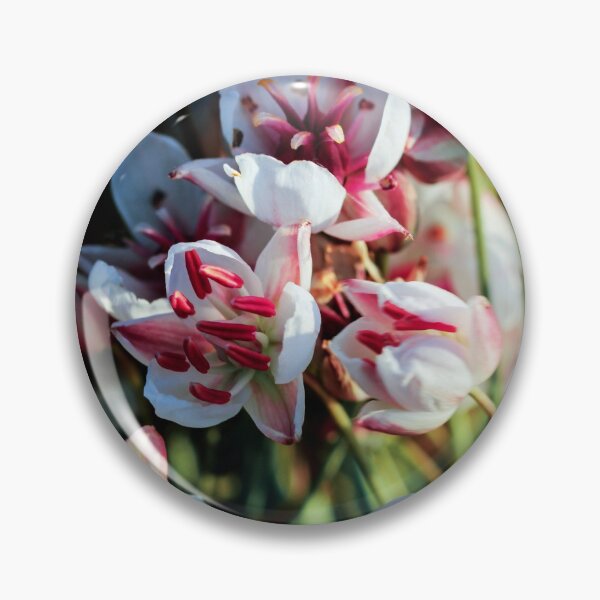 Item preview, Summer flowering rush blossoms close-up. designed and sold by FENIO.