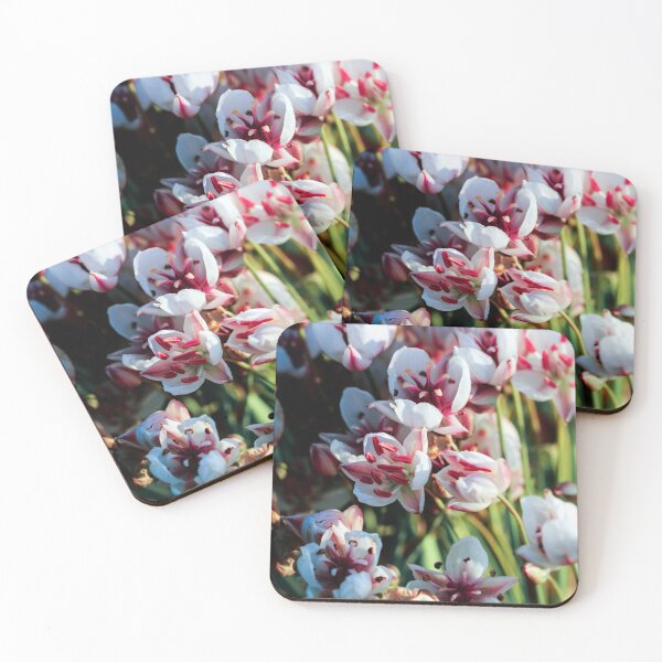Item preview, Summer flowering rush blossoms close-up. designed and sold by FENIO.