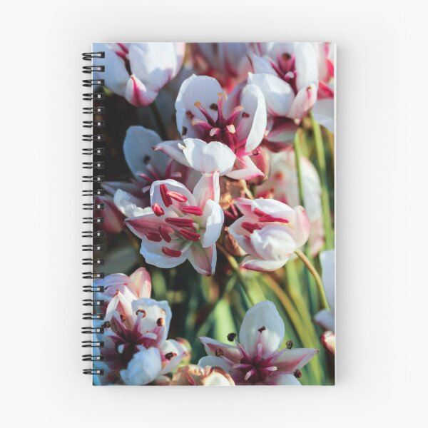 Item preview, Summer flowering rush blossoms close-up. designed and sold by FENIO.