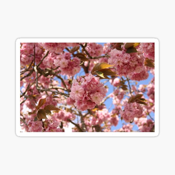  Japanese cherry blossom Sticker