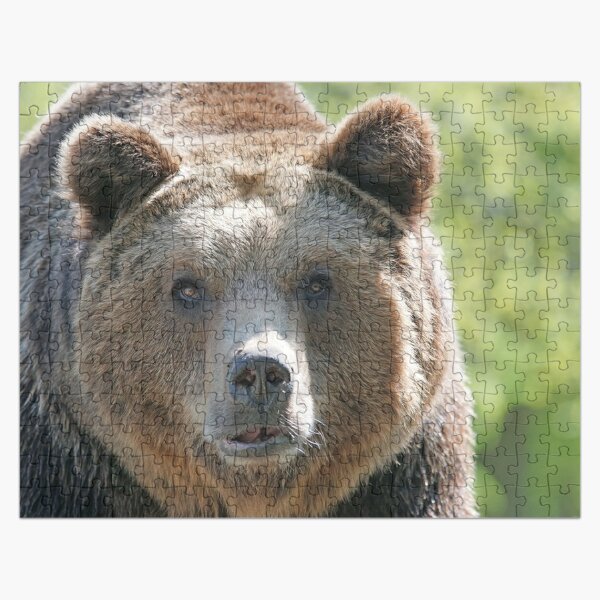 Bear, bear's face, forest bear, terrible bear, bear-to-beard Jigsaw Puzzle