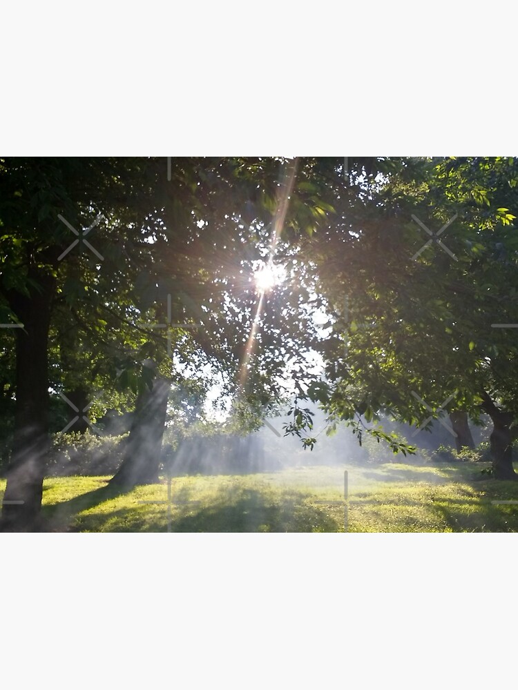 M.I. #11 |☼| Smoky Tree Sun Rays - Landscape Shot (Pearson Park) by Naean
