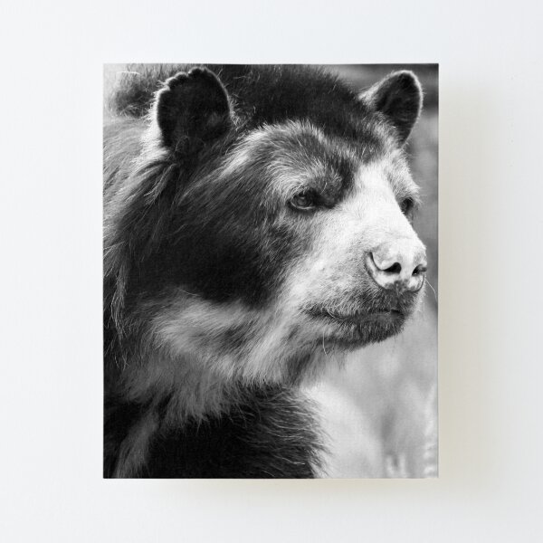 Bear Canvas Mounted Print