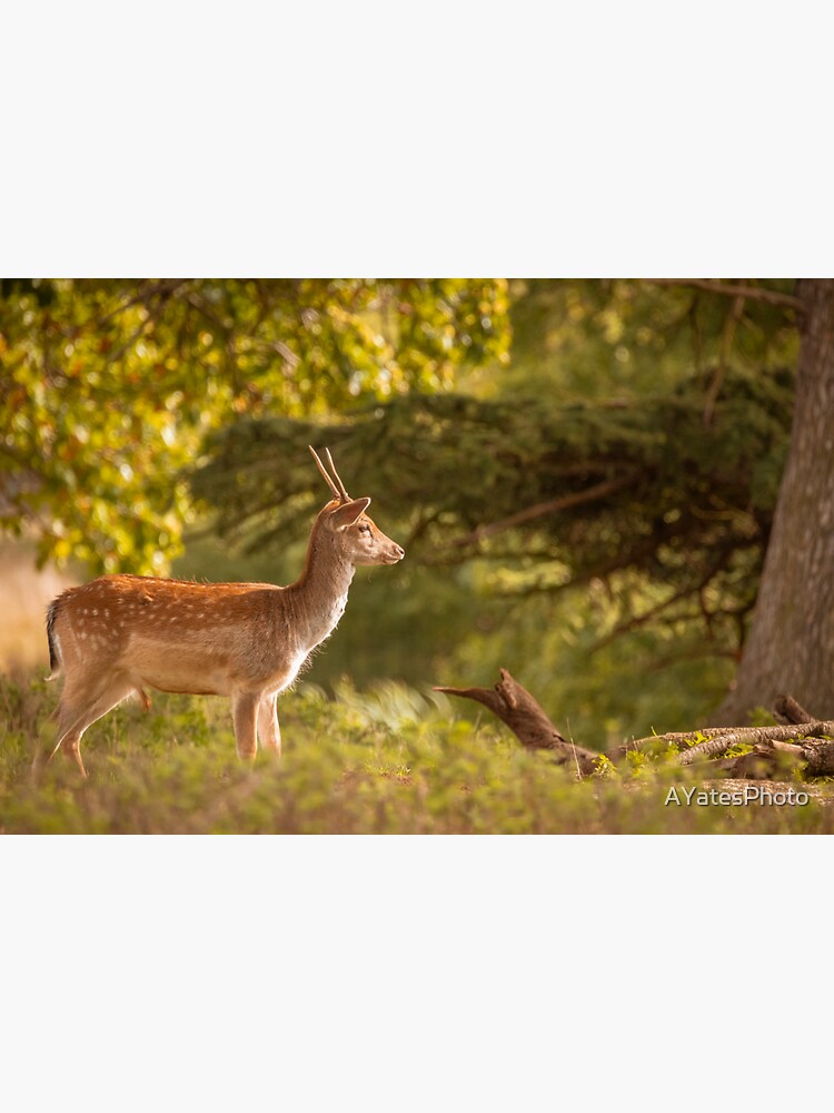 Thumbnail 3 of 3, Sticker, Deer in autumn light designed and sold by AYatesPhoto.