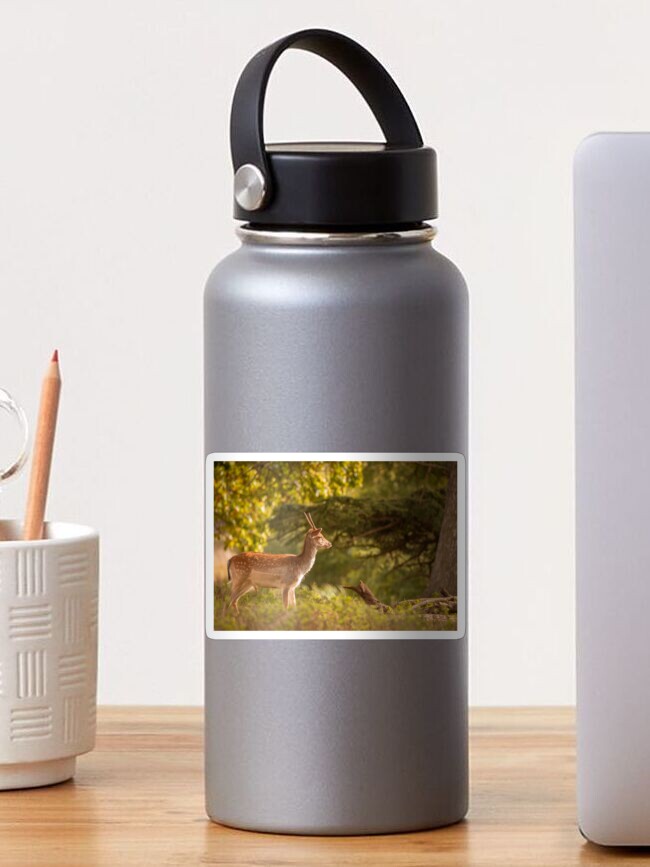 Thumbnail 1 of 3, Sticker, Deer in autumn light designed and sold by AYatesPhoto.
