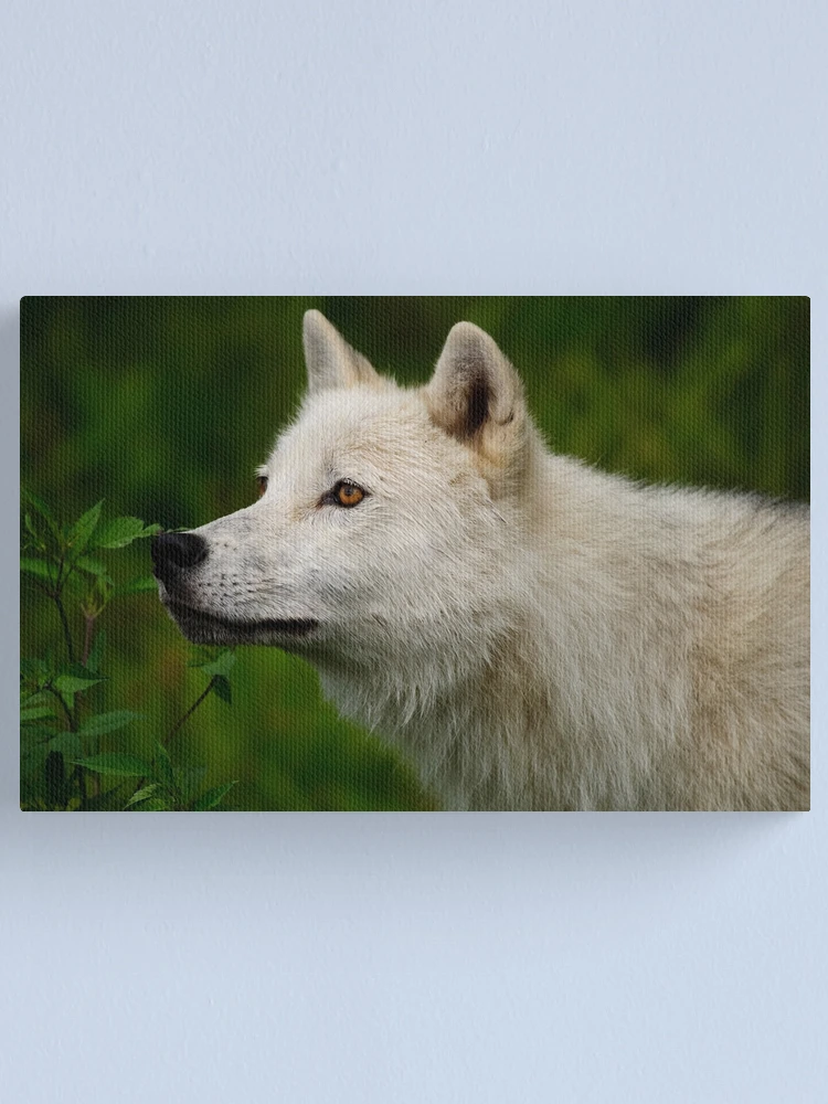Imagen 1 de 3, Lienzo con la obra Arctic Wolf, diseñada y vendida por WolvesOnly.