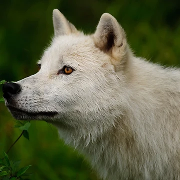 Imagen de la obra Arctic Wolf de WolvesOnly
