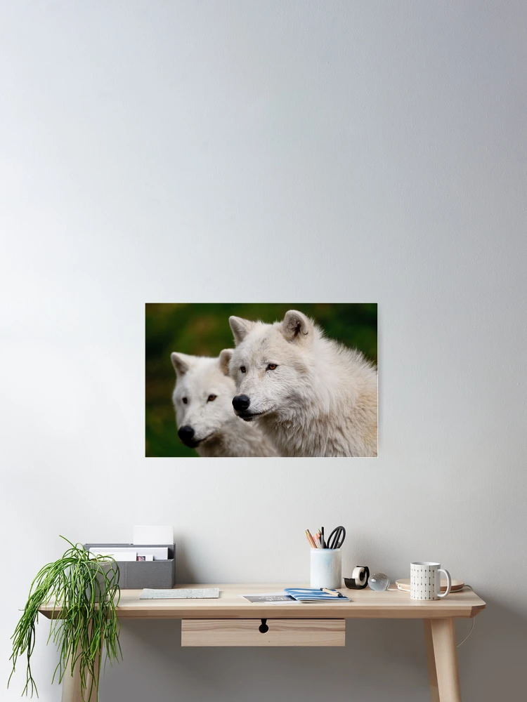 Thumbnail 2 of 3, Poster, Arctic Wolves designed and sold by WolvesOnly.
