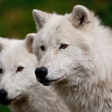 Artwork thumbnail, Arctic Wolves by WolvesOnly