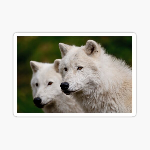 Arctic Wolves Sticker