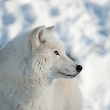 Vorschaubild zum Design Arctic Wolf von WolvesOnly