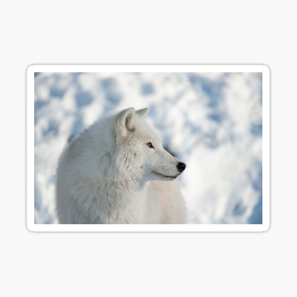 Arctic Wolf Sticker By Wolvesonly Redbubble 8741