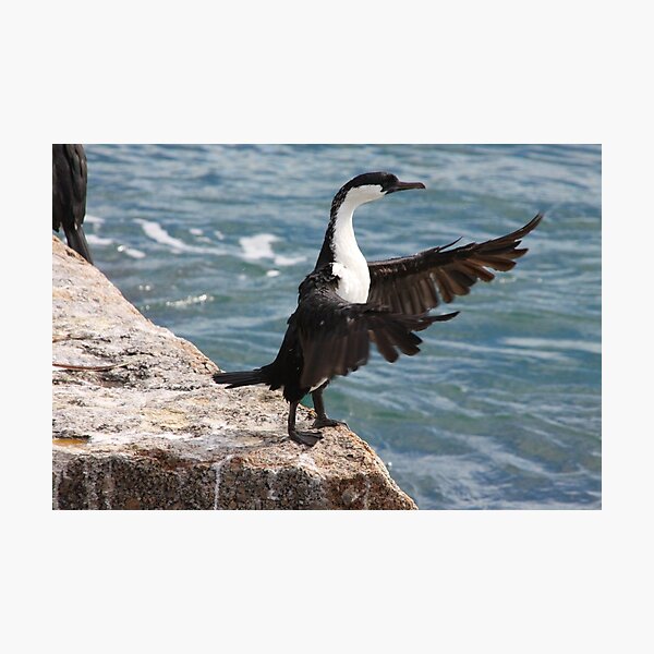 The Conducting Shag Photographic Print